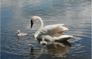 A Trumpeter Swan floats on the water along with two cygnets.