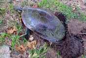 Image of Eastern Painted Turtle with a hole dug to lay eggs into