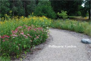 Image of the Sanctuary Pollinator garden with purple coneflower in front