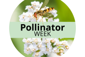 National Pollinator Week logo with image of white flower with insect on it