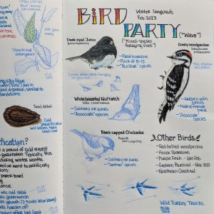 Image of a sketch notebook with colored pencil drawings of birds, seeds, milkweed plants with facts about the species pictured. Credit to Briar Hallowstone.