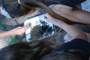 Image of children examining water sample in a white tray