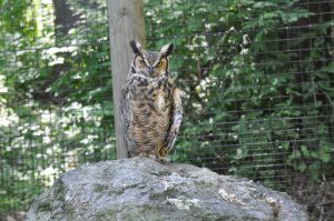 Great-horned Owl on a rock