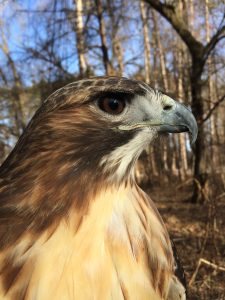 Profile of Red-tailed Hawk face