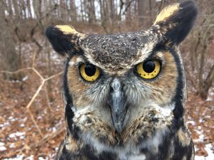 Great-horned Owl up close 