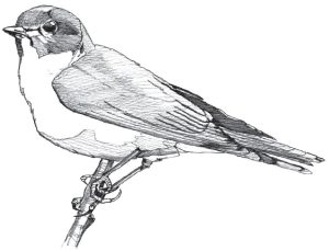 Black and white pencil sketch of an Eastern Bluebird.