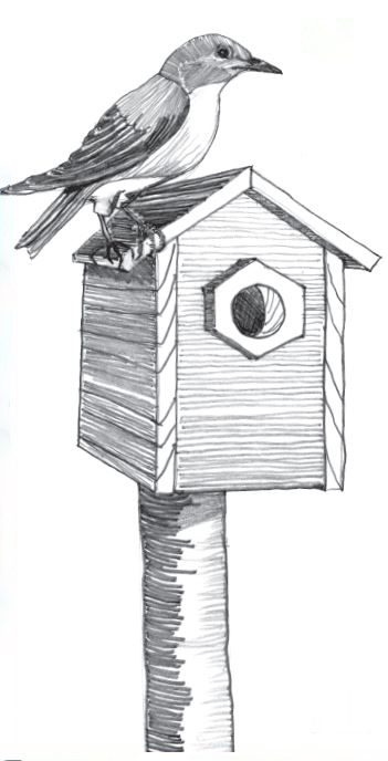 Black and white pencil sketch of a bird perched on the roof of a nest box..