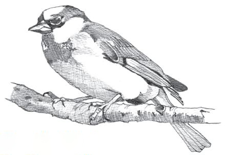 Black and white sketch of a non-native House Sparrow.