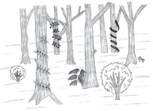 Black and white pencil sketch of a forest scene.