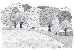 Black and white pencil sketch of a woodland edge habitat.