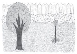Black and white pencil sketch of a backyard habitat.