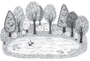 Black and white pencil sketch of a pond with trees in the background and ducks floating in the water.