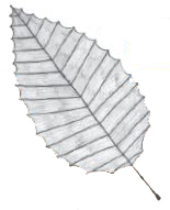 Black and white pencil sketch of an American beech leaf.
