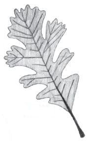 Black and white pencil sketch of a bur oak leaf.