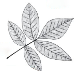 Black and white pencil sketch of shagbark hickory twig.