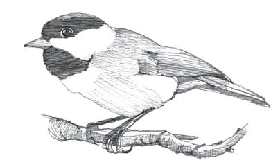 Black and white pencil sketch of a Black-capped Chickadee.
