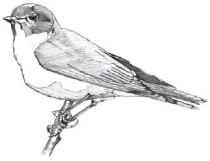 Black and white pencil sketch of an Eastern Bluebird.