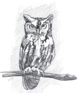 Black and white pencil sketch of an Eastern Screech Owl.