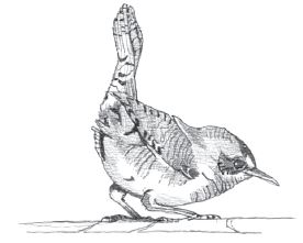 Black and white pencil sketch of a House Wren.