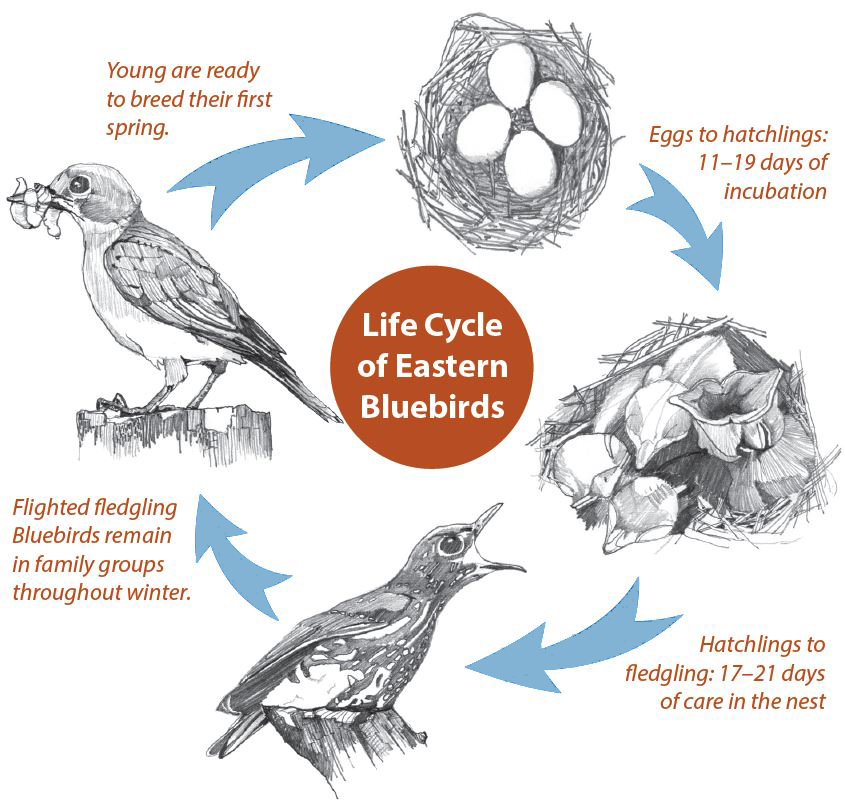 Diagram showing the life cycle of Eastern Bluebirds, including the following text — Eggs to hatchlings, 11-19 days of incubation; Hatchlings to fledgling, 17-21 of care in the nest; Flighted fledgling bluebirds remain in family groups throughout the winter; Young are ready to breed their first spring.