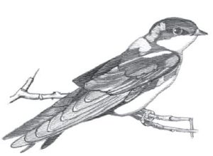 Black and white pencil sketch of a Tree Swallow.