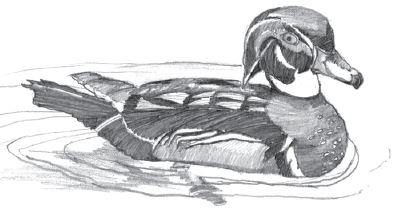 Black and white pencil sketch of a Wood Duck.