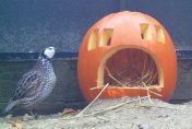 One of the Sanctuary's resident bobwhites considers a carved jack-o'-lantern placed in their enclosure.