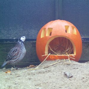 One of the Sanctuary's resident bobwhites considers a carved jack-o'-lantern placed in their enclosure.