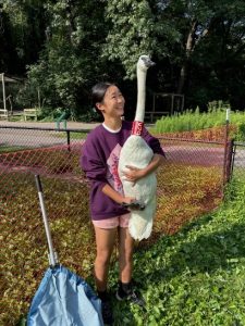 Eileen Chen holding Trumpeter Swan with Red Neck Collar with capture net on the grassy ground