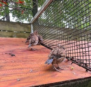 Northern Bobwhite chicks standing on roof inside of an enclosure