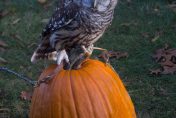Odin, the W.K. Kellogg Bird Sanctuary's resident Barred Owl, perches atop an orange pumpkin.