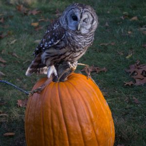 Odin, the W.K. Kellogg Bird Sanctuary's resident Barred Owl, perches atop an orange pumpkin.