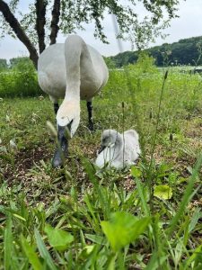Trumpeter Swan adult and cygnet up close