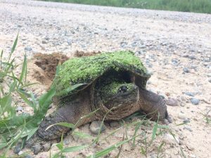 A female snapping turtle covered in green duckweed digging a nest with its back feet on the side of a dirt road.