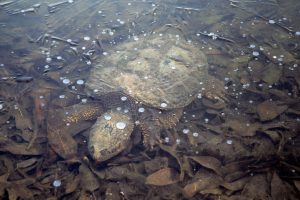 A large, brown snapping turtle with algae on its shell swimming slowly under a sheet of clear ice