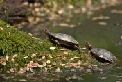 A pair of spotted turtles, small black turtles with yellow spots, basking on a mossy log