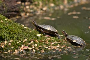 A pair of spotted turtles, small black turtles with yellow spots, basking on a mossy log