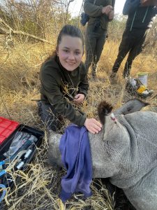 Margaret Greene kneeling with a sedated rhinosarus